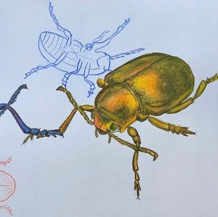 dung beetle drawing