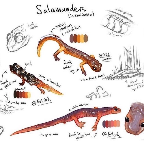 Ensatina salamanders by Desiree Zhuk