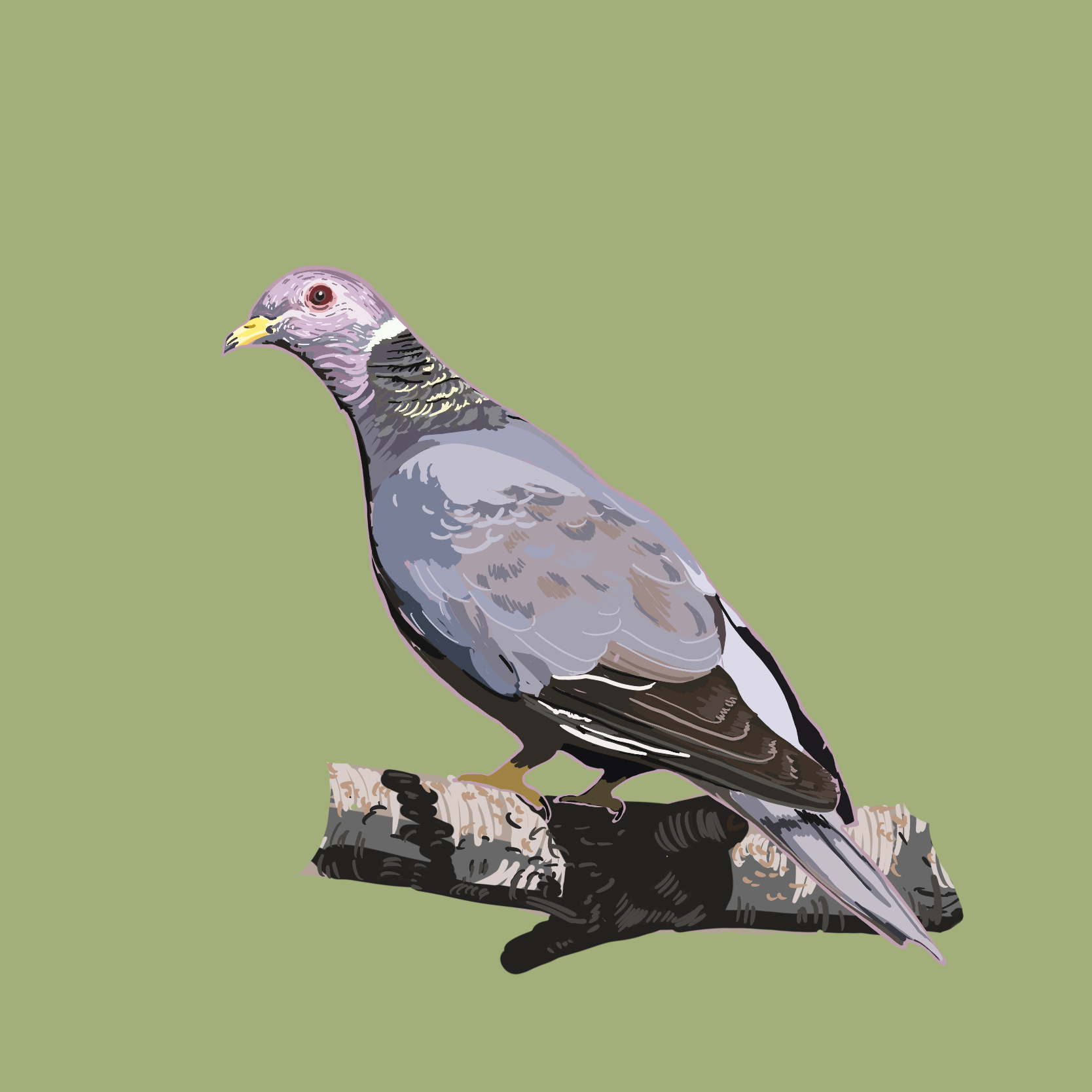 Band-Tailed Pigeon by Nicolette Hodgson