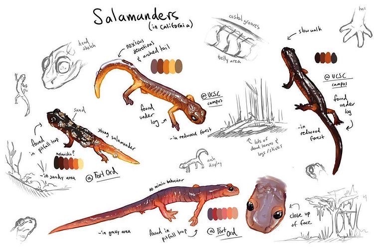 Salamander drawing