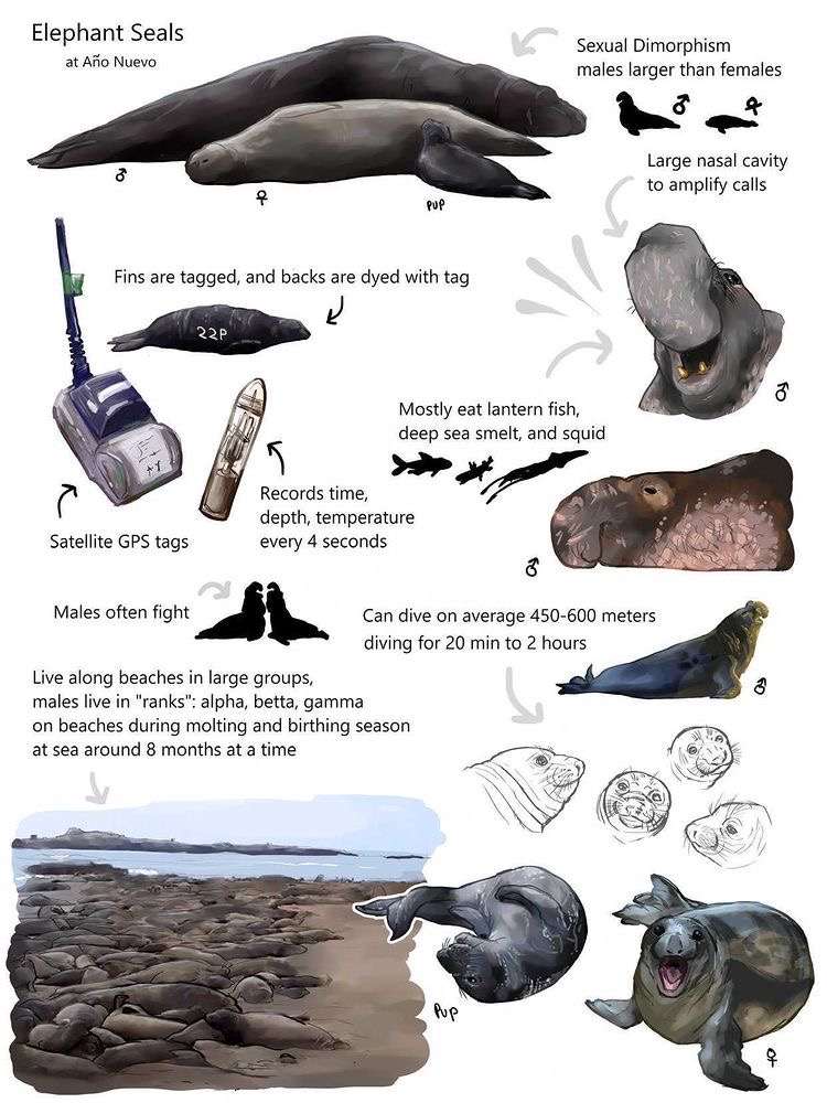 Seal drawing 