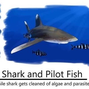 Shark and Pilot Fish by Desiree Zhuk